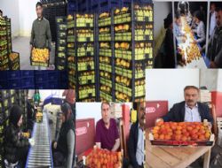 Kay�s� ihracat� bu y�l 100 bin ton olmas� bekleniyor